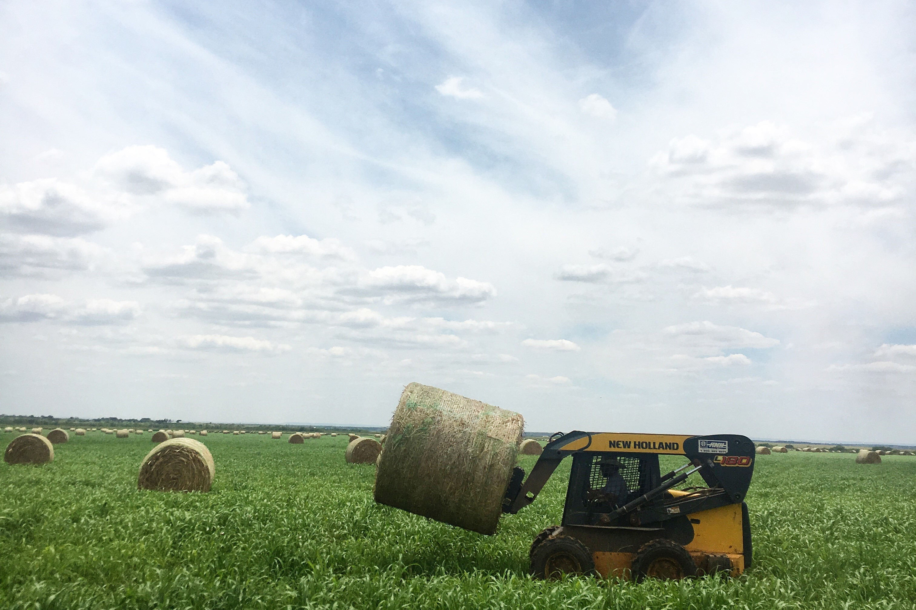 hay